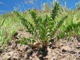 Astragalus sewertzowii. Плодоносящее растение. Казахстан, Западный Тянь-Шань, Киргизский хр., ущ. Мерке, ≈ 1300 м н.у.м., саванноидный мелкозёмный склон южной экспозиции. 25 мая 2018 г.