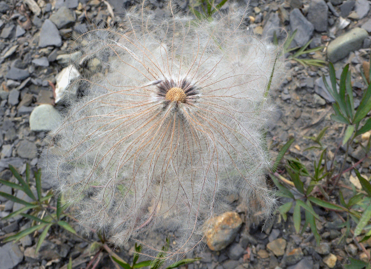 Image of Pulsatilla dahurica specimen.