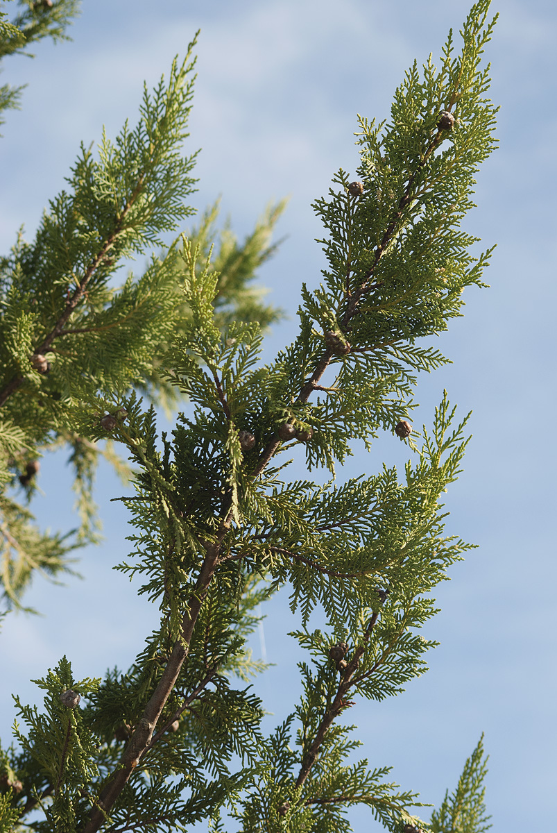 Изображение особи Cupressus &times; leylandii.