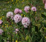 Spiraea humilis. Верхушки цветущих побегов. Магаданская обл., окр. г. Магадан, ост. \"Аммональная\", разнотравная поляна в лиственичнике. 16.07.2018.