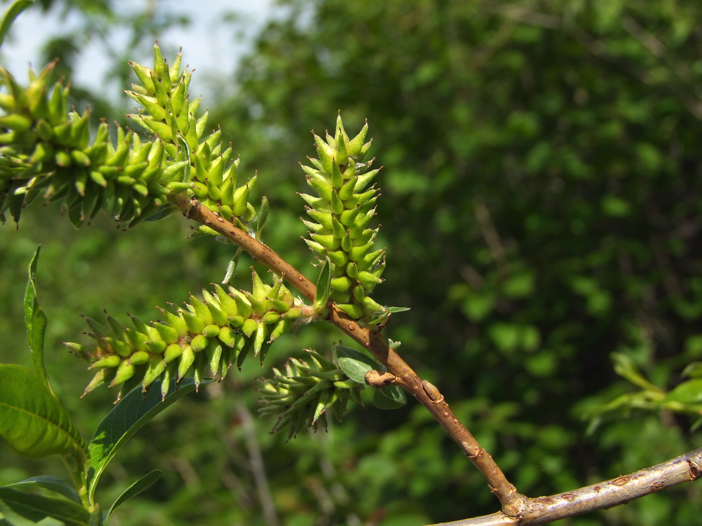 Изображение особи Salix udensis.