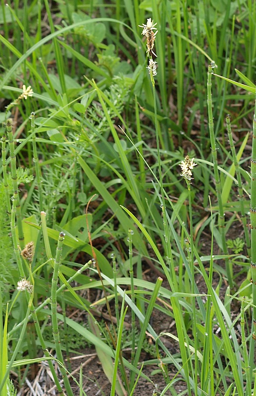 Image of genus Carex specimen.