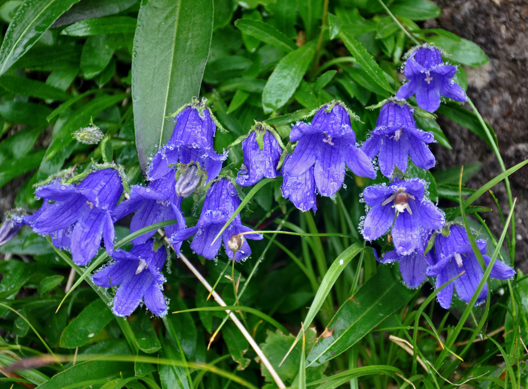 Image of Campanula dasyantha specimen.