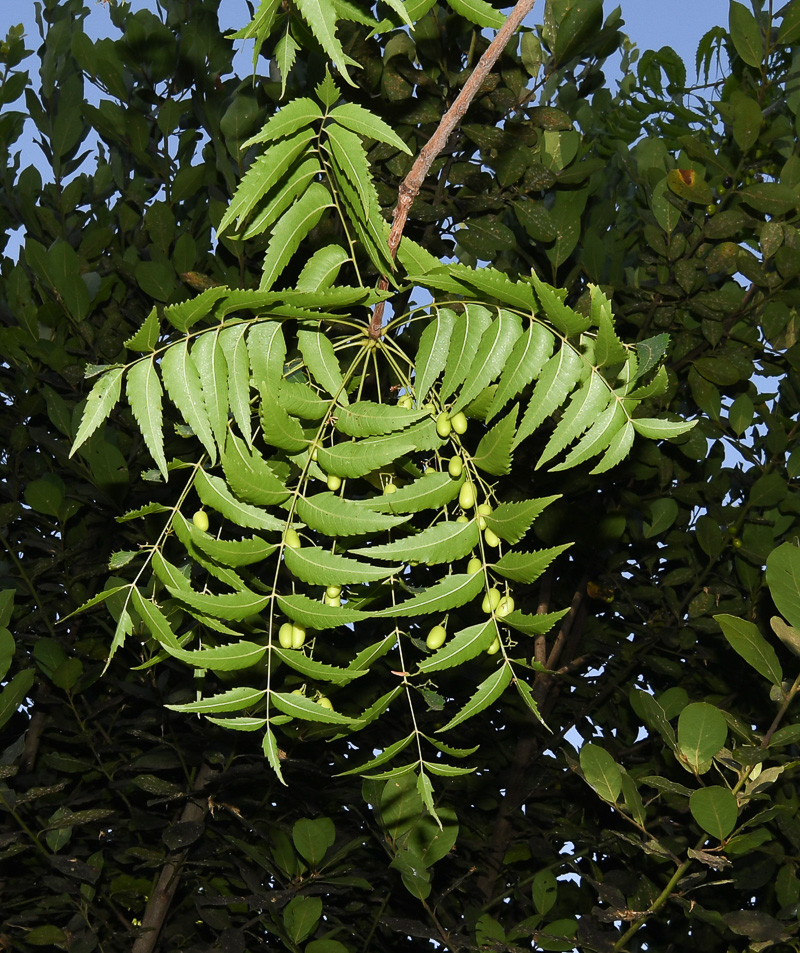 Image of Azadirachta indica specimen.