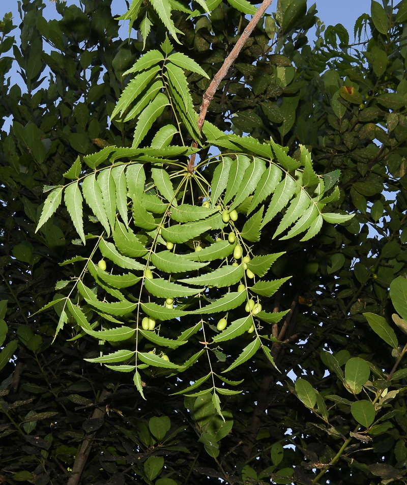 Изображение особи Azadirachta indica.