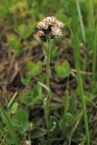 Antennaria carpatica. Генеративный побег с тычиночным соцветием. Украина, Закарпатская обл., Раховский р-н, хр. Свидовец, ≈ 1800 м н.у.м., альпийское травянисто-кустарничковое сообщество. 29 июня 2010 г.