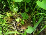 Aristolochia steupii