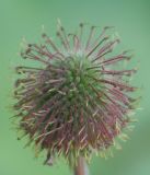 Geum macrophyllum