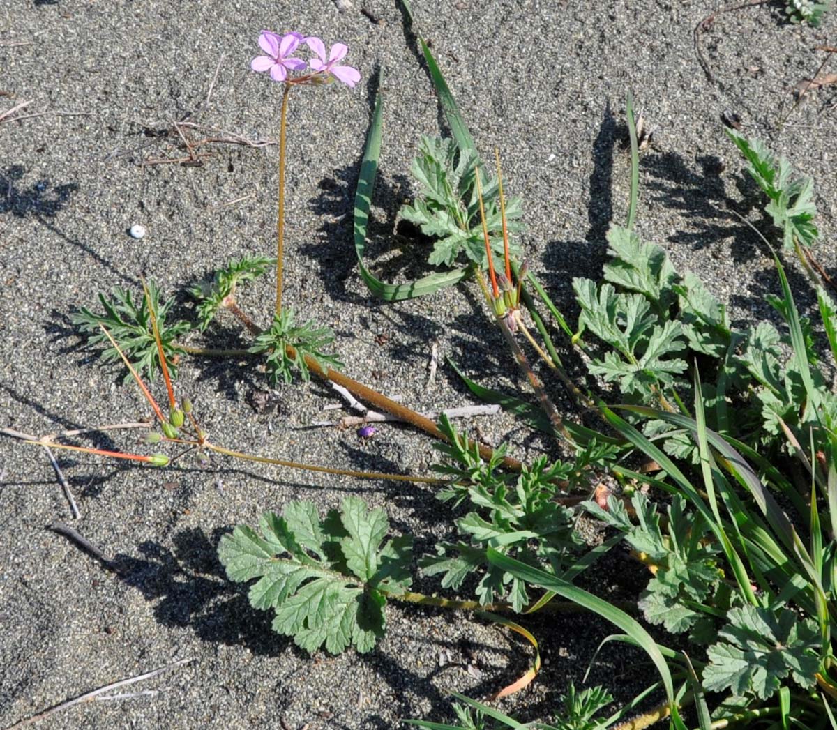 Image of Erodium laciniatum specimen.