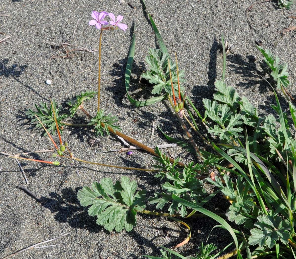 Изображение особи Erodium laciniatum.