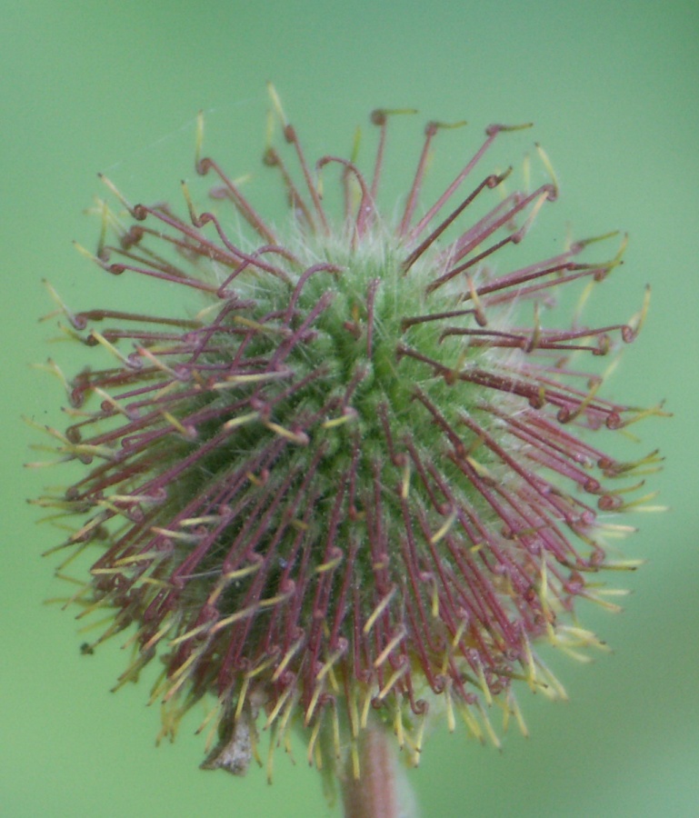 Image of Geum macrophyllum specimen.