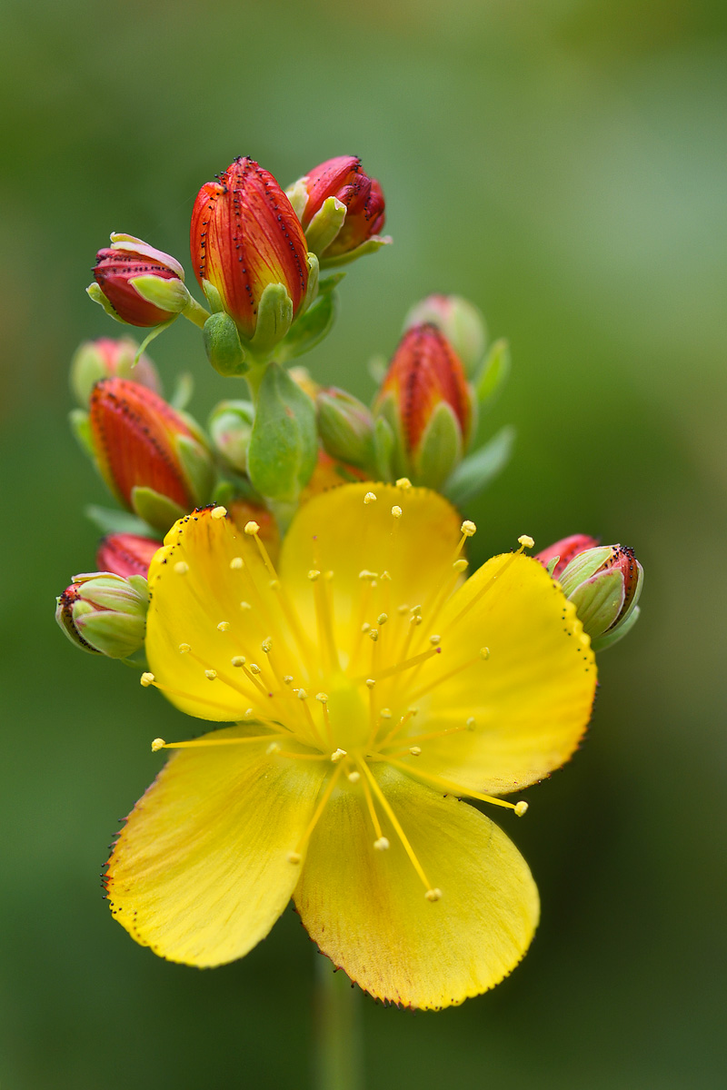 Image of Hypericum linarioides specimen.