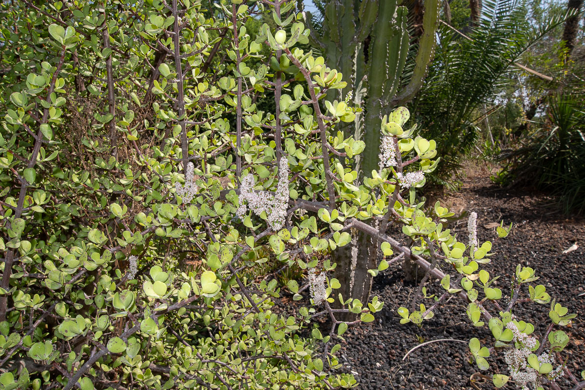 Изображение особи Portulacaria afra.