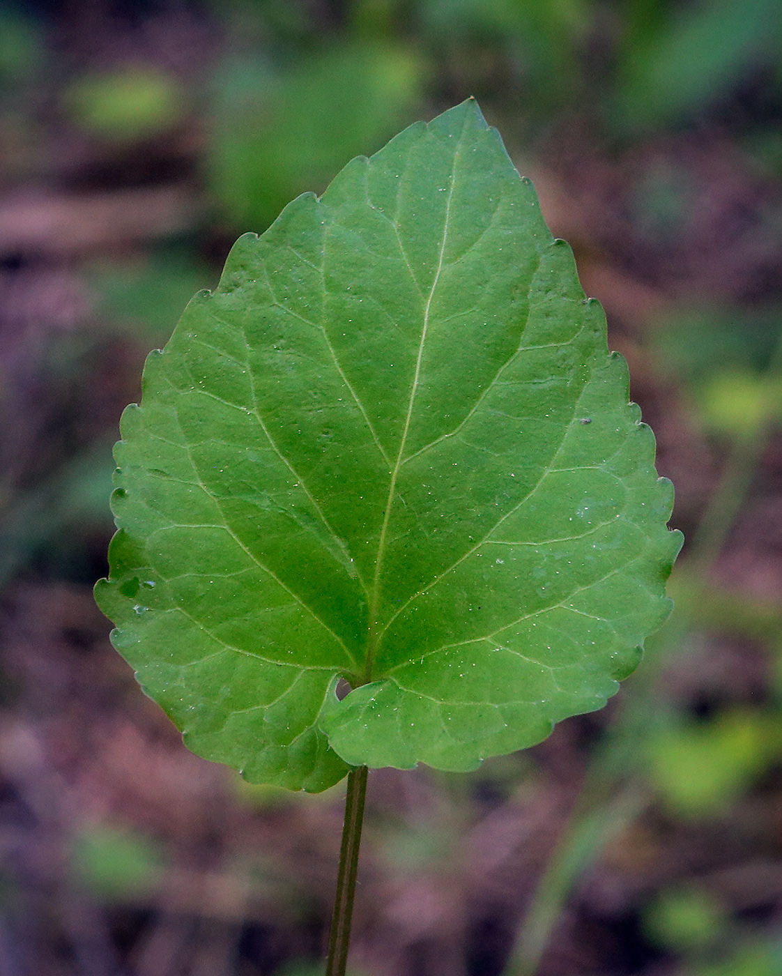 Image of Viola selkirkii specimen.