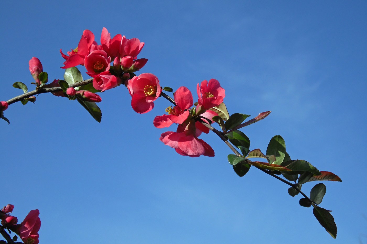 Image of Chaenomeles japonica specimen.