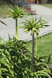 Fritillaria imperialis. Верхушки генеративных побегов с бутонами. Владимир, Патриарший сад, в культуре. 25.04.2019.