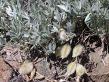 Astragalus subspecies coloratus