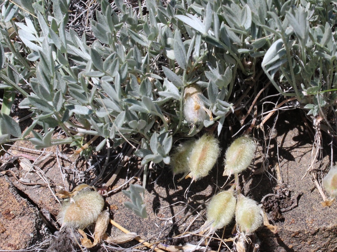 Image of Astragalus kasachstanicus ssp. coloratus specimen.