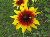 Rudbeckia bicolor