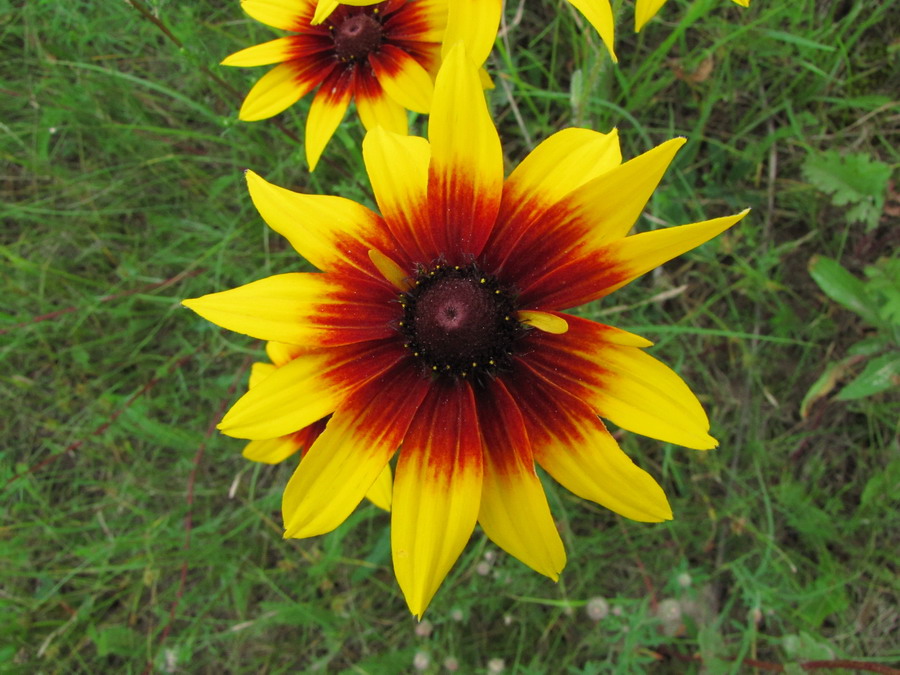 Image of Rudbeckia bicolor specimen.