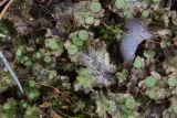 Marchantia polymorpha. Перезимовавшие слоевища с мужскими подставками. Свердловская обл., окр. г. Заречный, Черемшанское болото, исток речки Пушкарихи, на месте старого кострища. 04.05.2019.