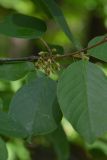 Frangula alnus