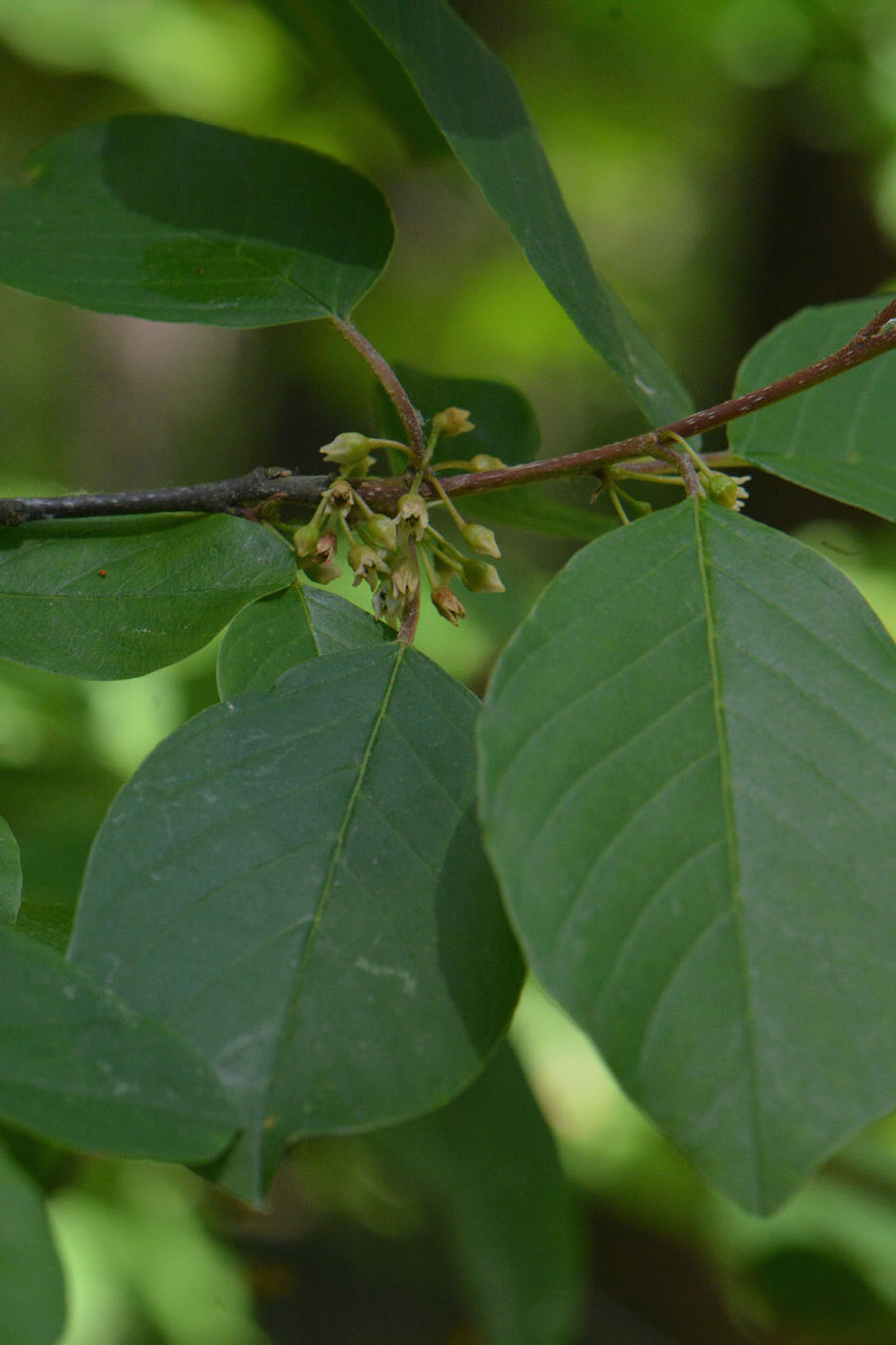 Image of Frangula alnus specimen.