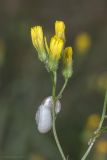 Crepis ramosissima