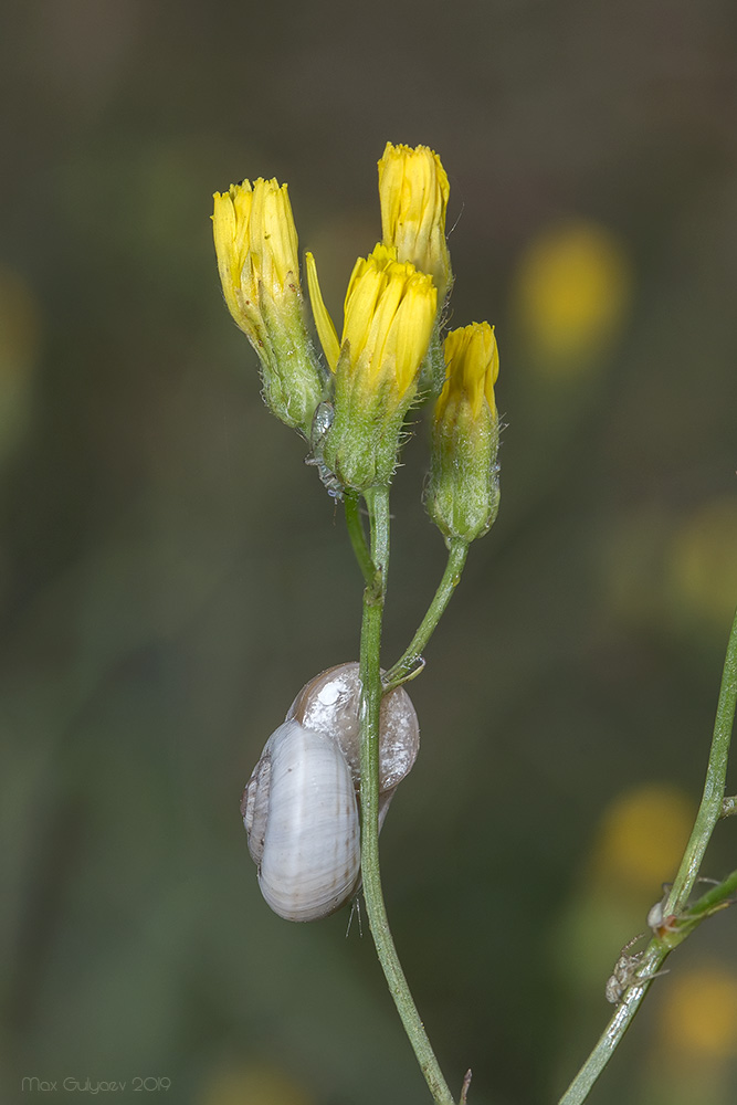 Изображение особи Crepis ramosissima.