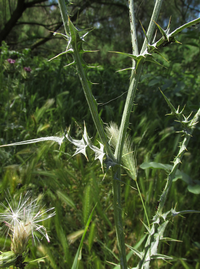 Image of Carduus cinereus specimen.