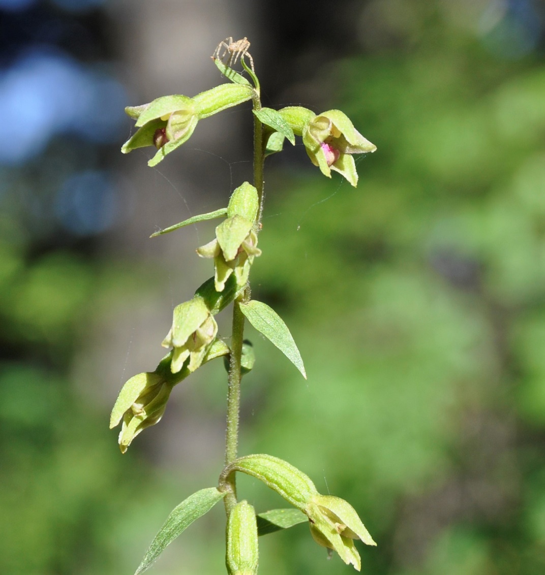 Изображение особи Epipactis troodi.