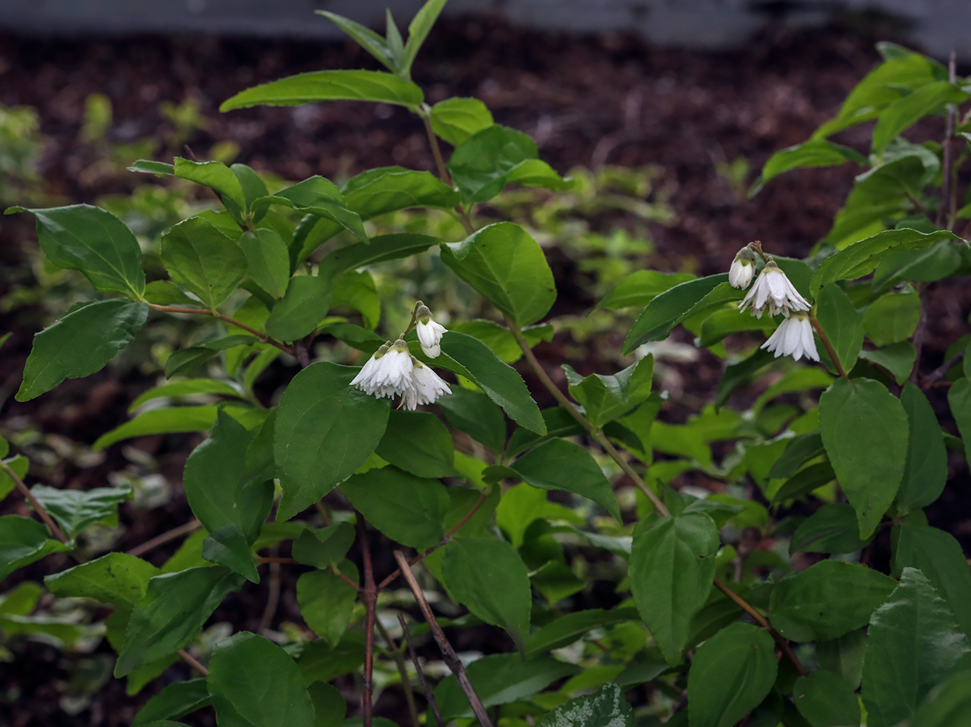 Изображение особи род Deutzia.