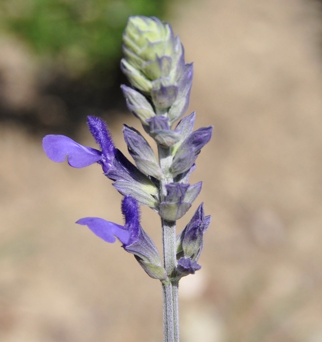 Image of genus Salvia specimen.