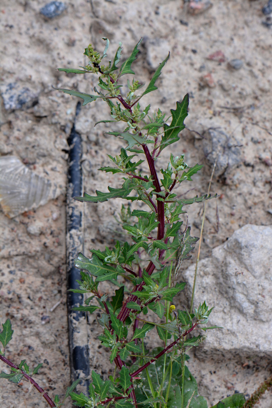 Image of Oxybasis glauca specimen.