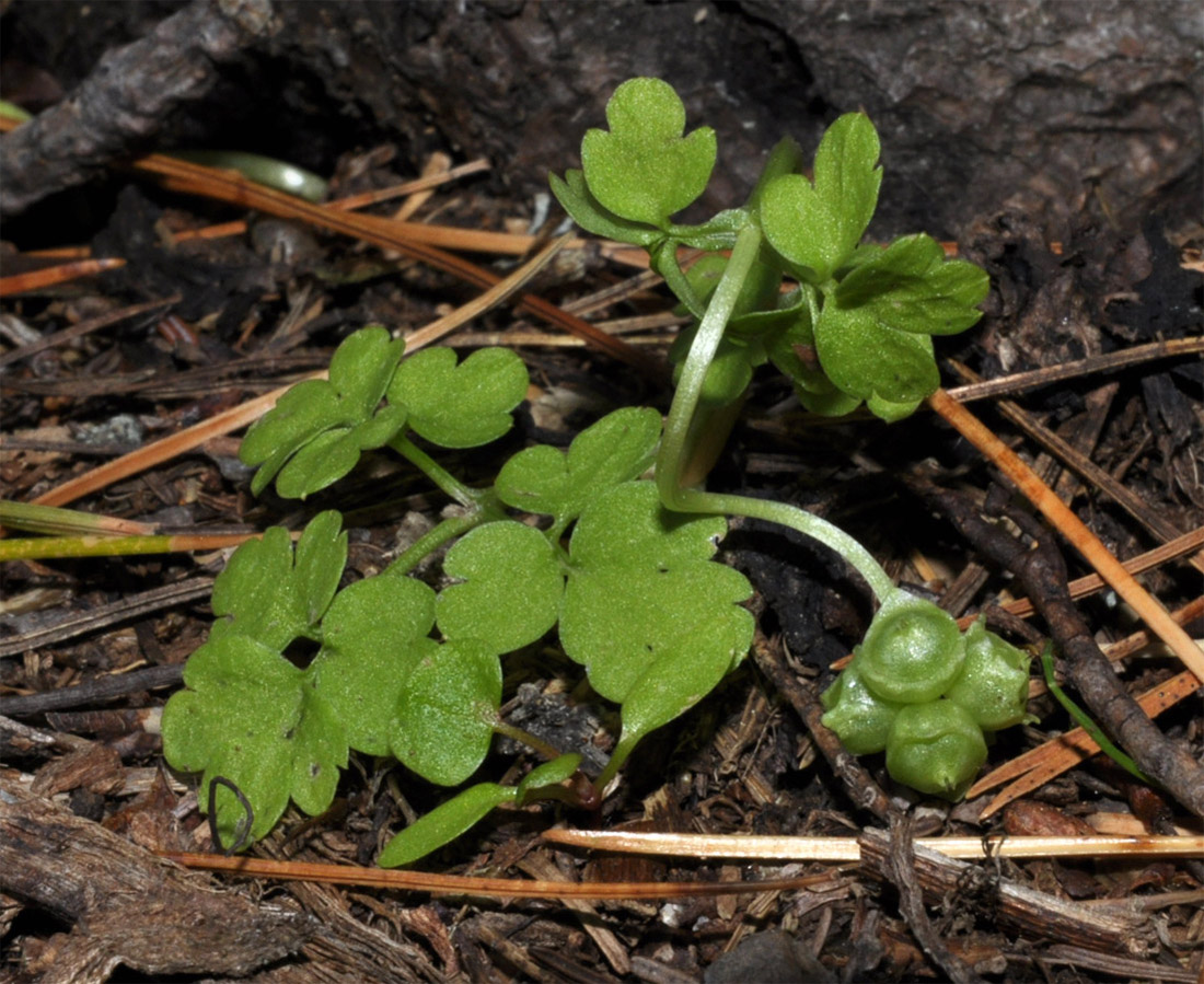 Image of Adoxa moschatellina specimen.