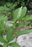 Phytolacca americana