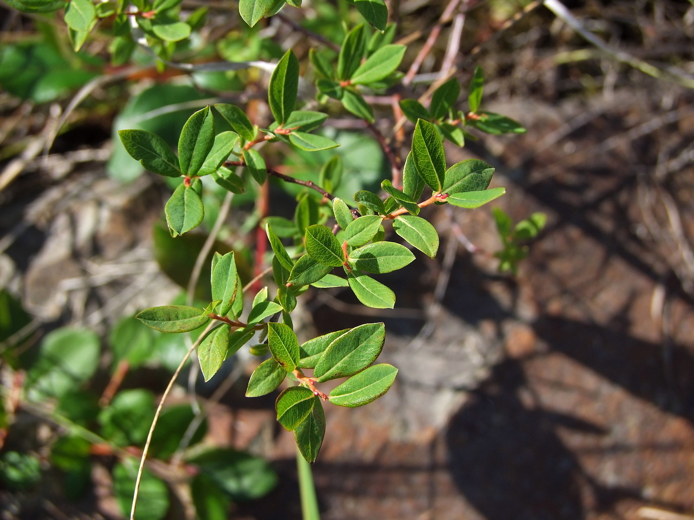 Image of Salix myrtilloides specimen.