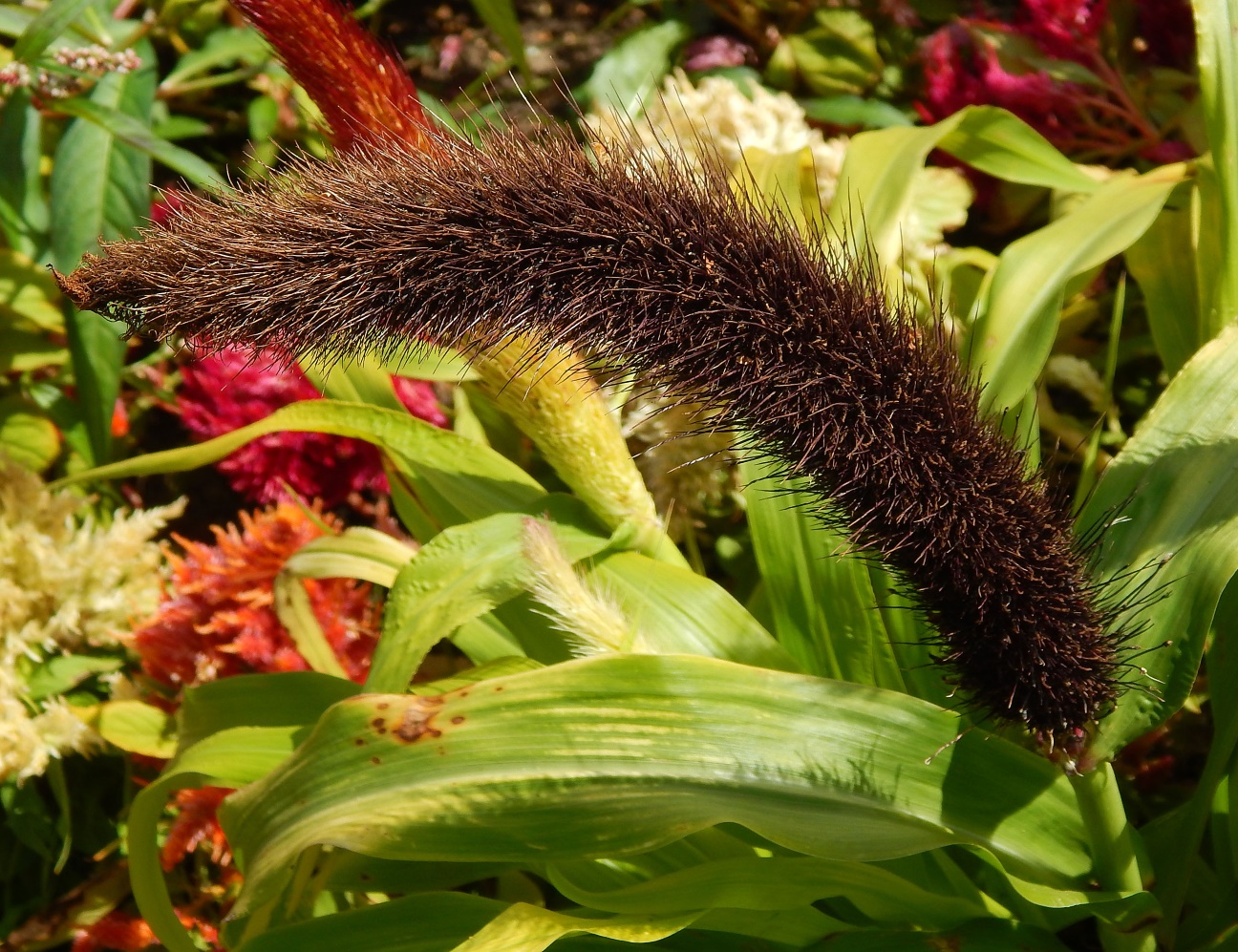 Изображение особи Pennisetum americanum.