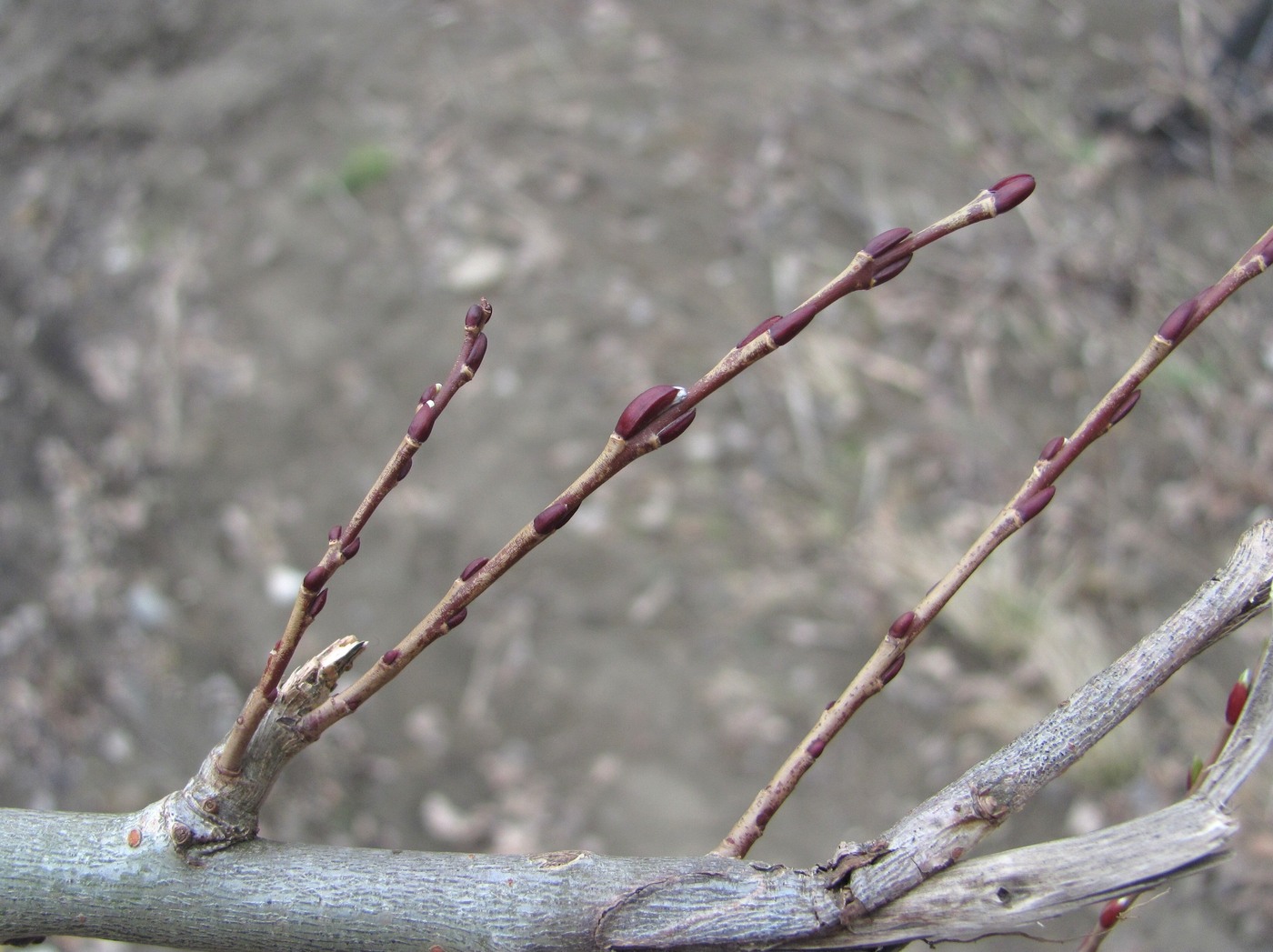 Image of Salix elbursensis specimen.