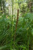 Orobanche pallidiflora. Отцветшее растение. Челябинская обл., Саткинский р-н, национальный парк \"Зюраткуль\", хр. Уван, склон юго-восточной экспозиции, ~650 м н.у.м, в смешанном лесу. 12.08.2019.