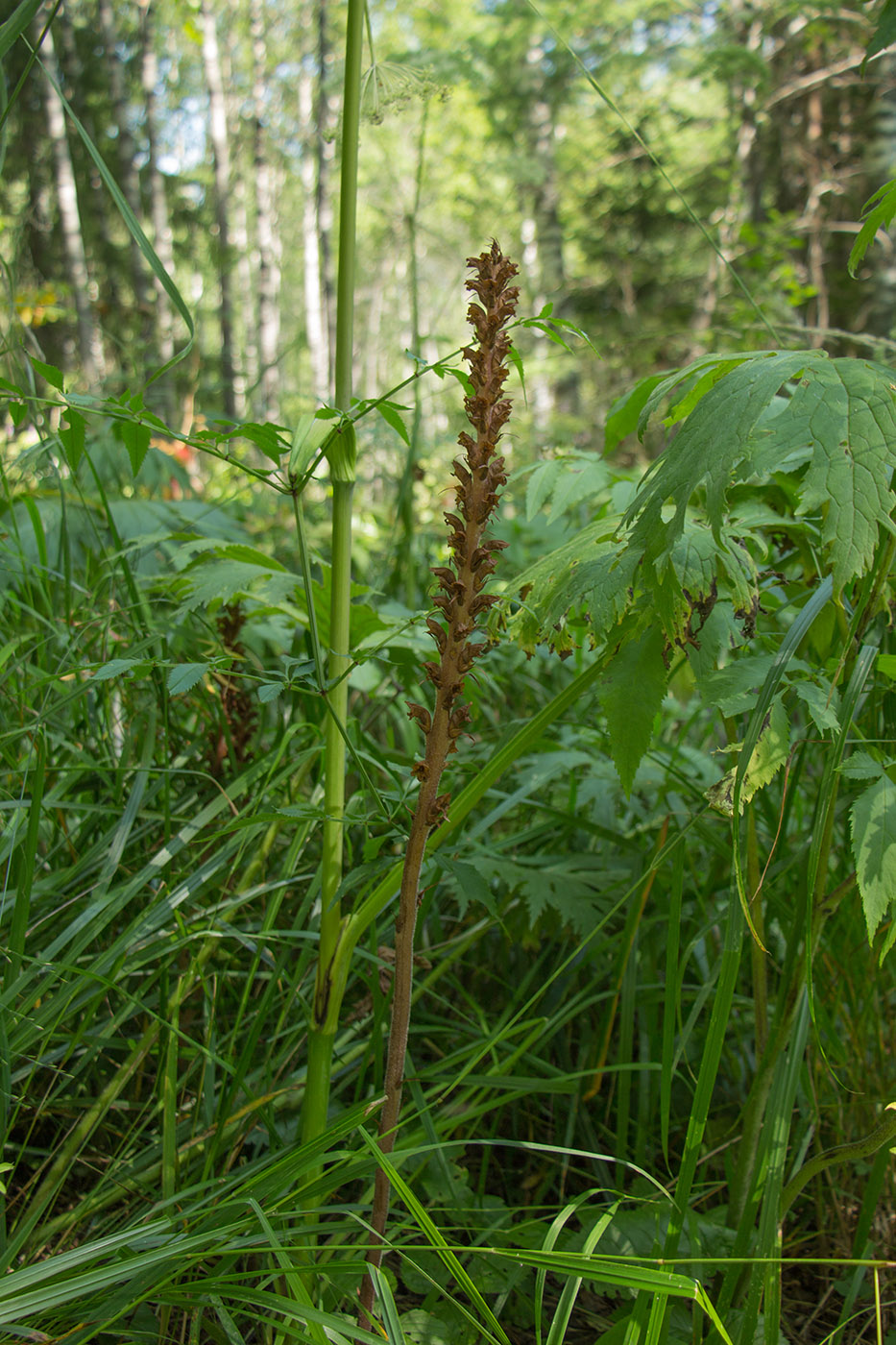 Image of Orobanche pallidiflora specimen.