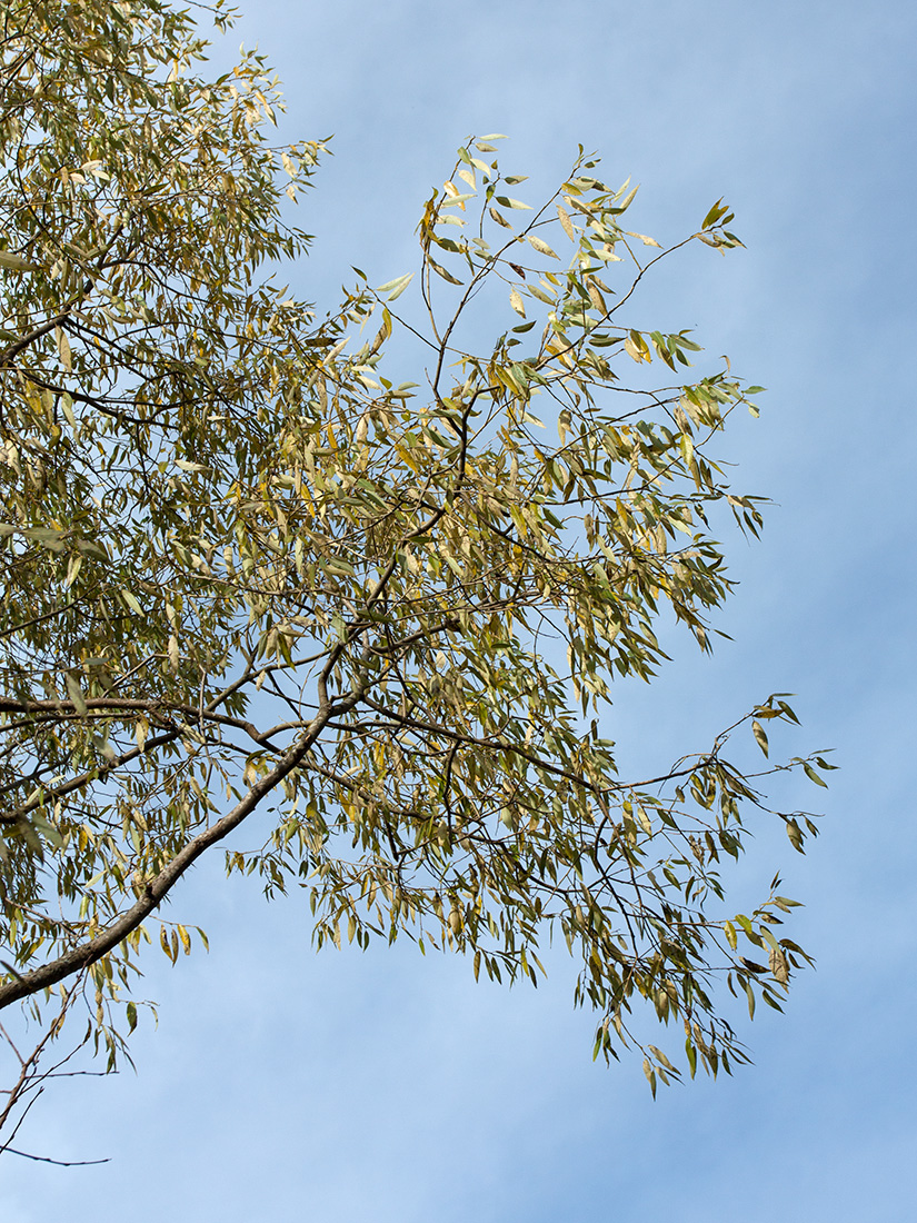 Image of Salix euxina specimen.