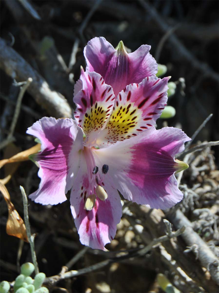 Изображение особи Alstroemeria caryophyllaea.