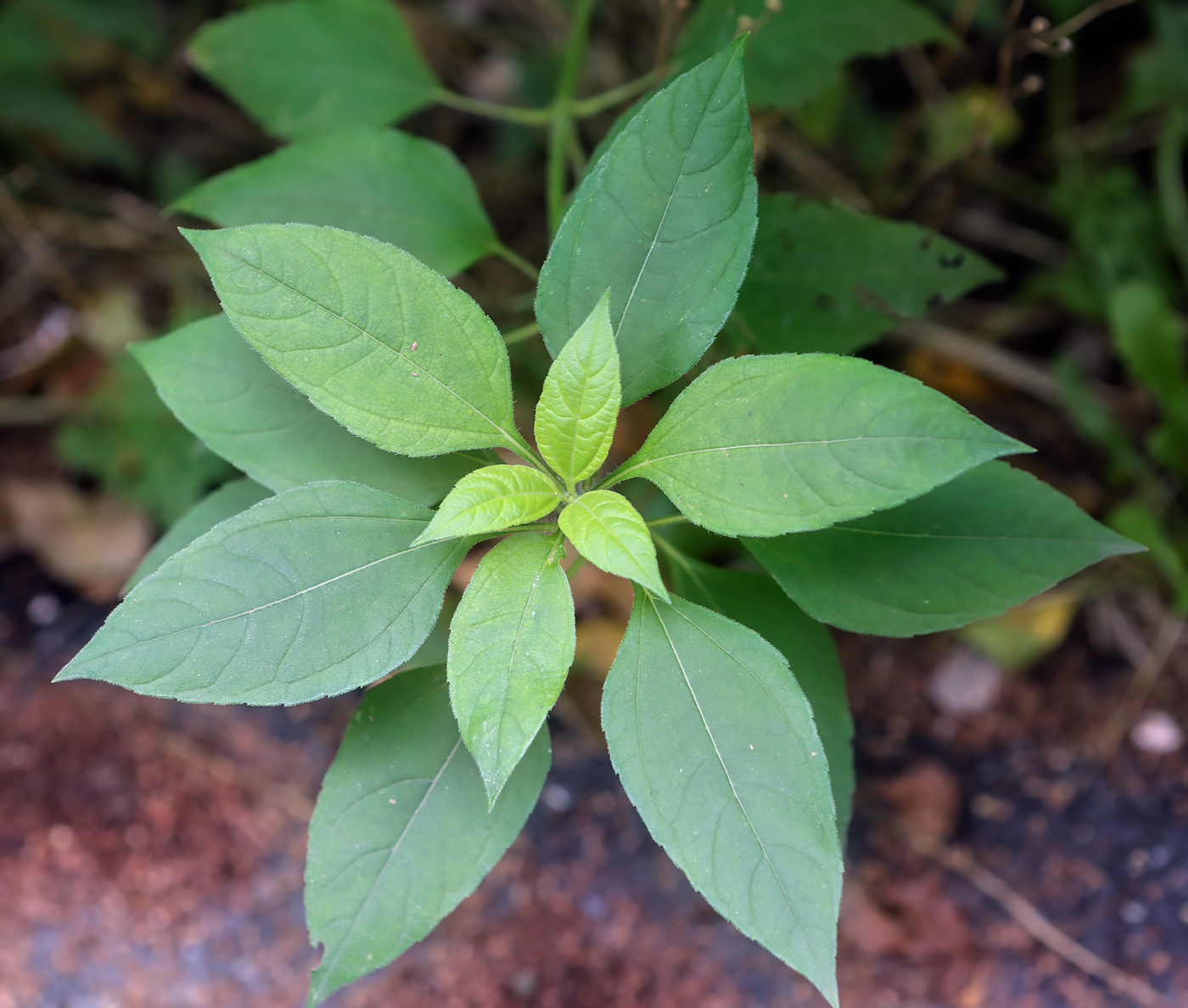 Изображение особи Helianthus tuberosus.