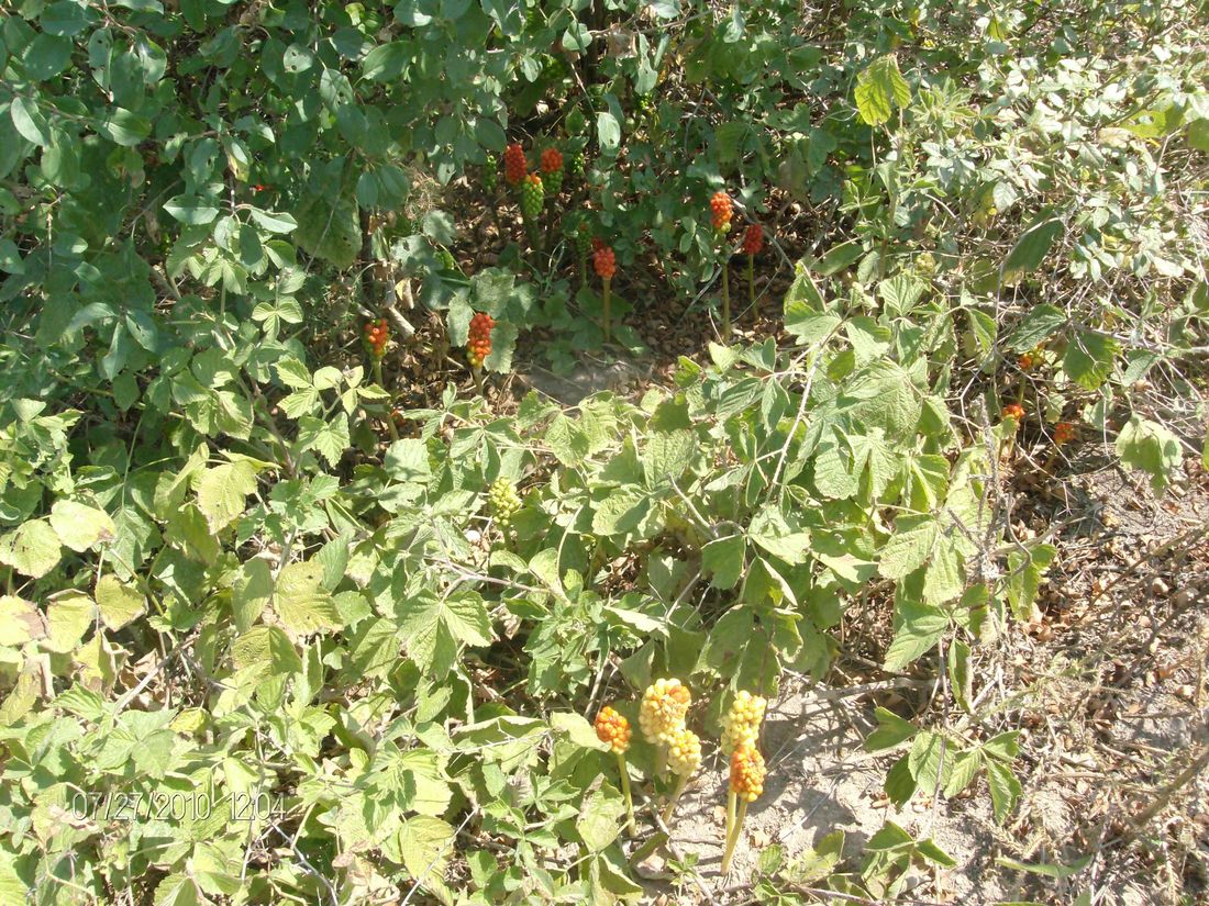 Изображение особи Arum elongatum.