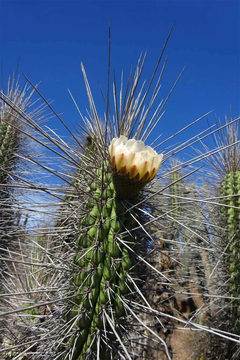 Image of Trichocereus chiloensis specimen.