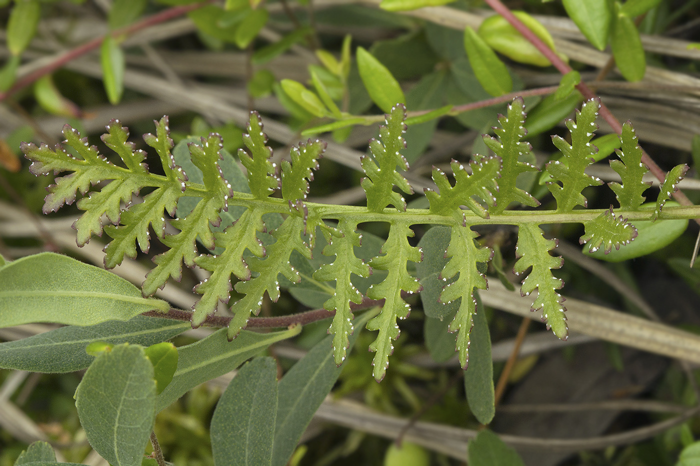 Image of Pedicularis nasuta specimen.