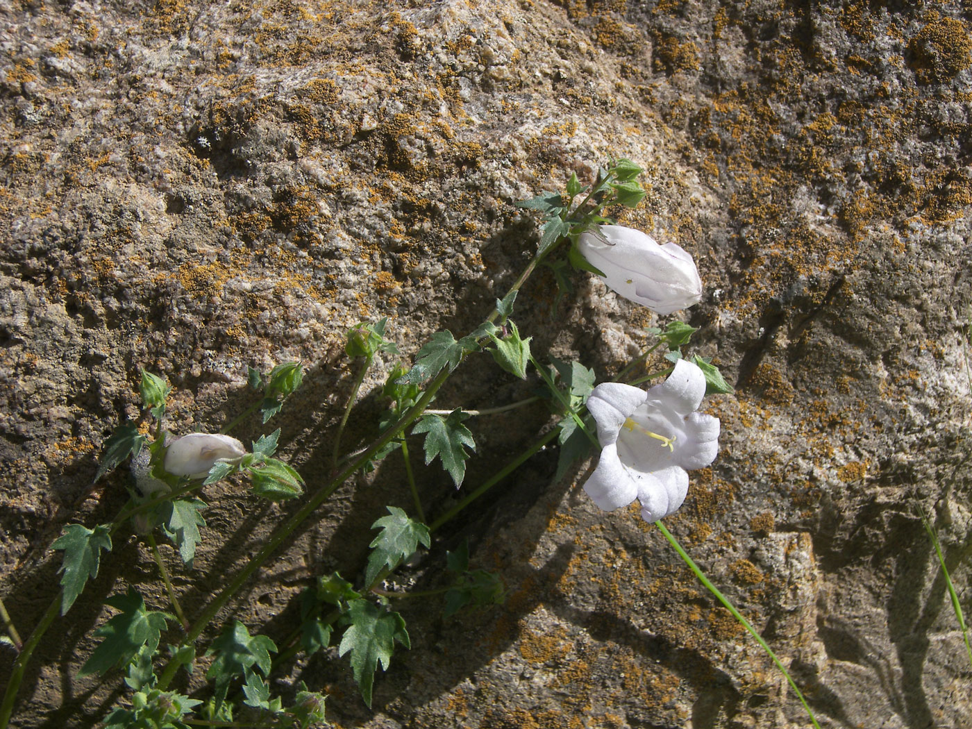 Изображение особи Campanula armena.