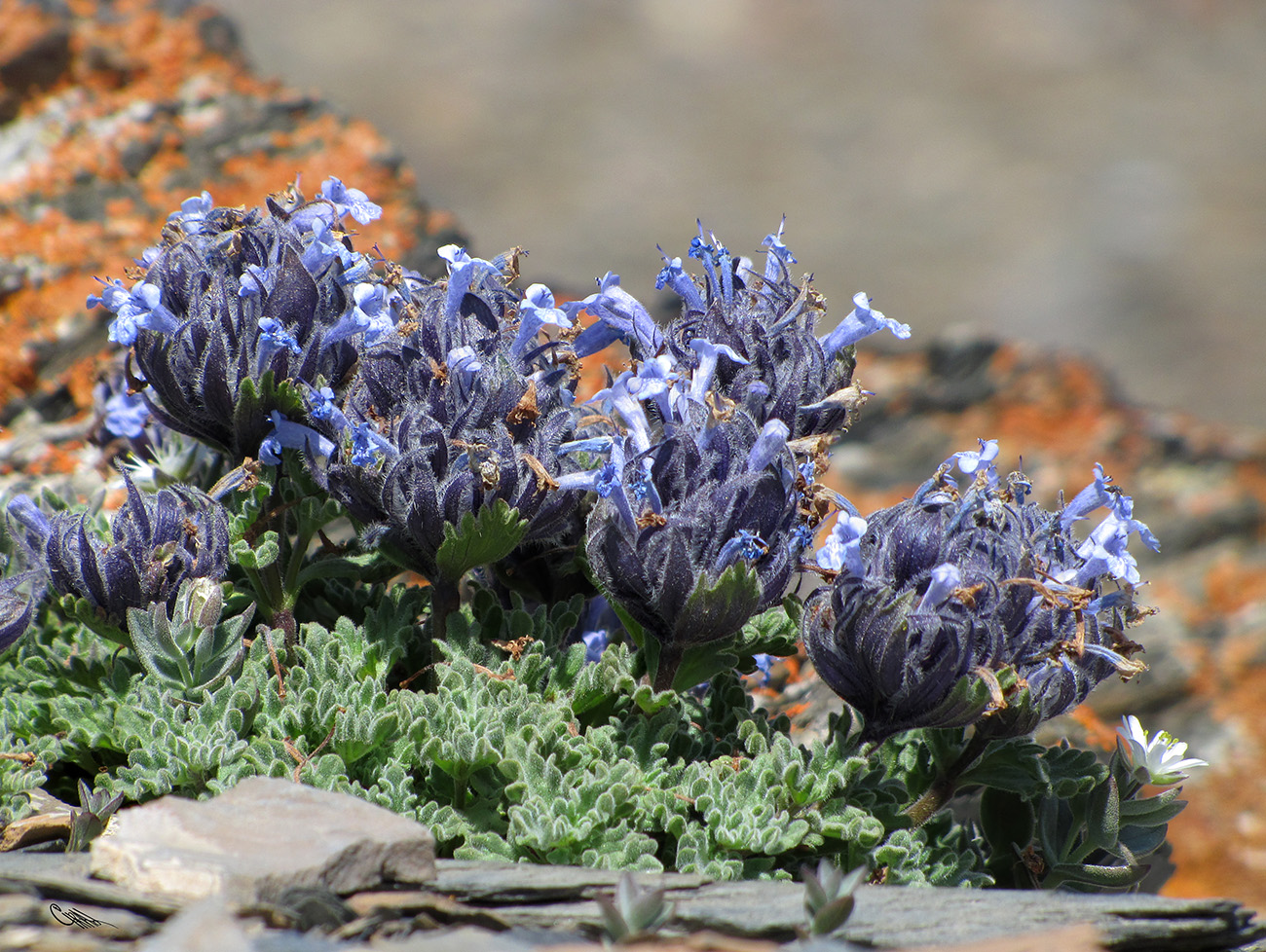 Image of Nepeta lipskyi specimen.