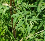 Heracleum sibiricum